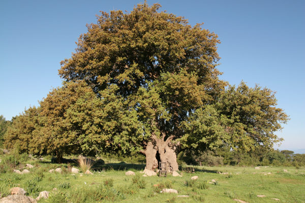  Alter Baum 