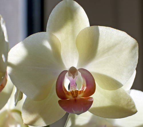 Orchidee