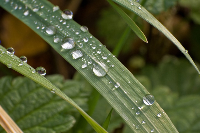 wassertropfen auf Gras