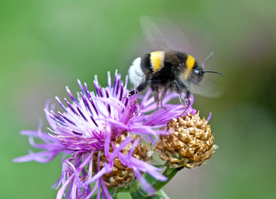 eine Hummel beim Start