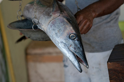 Fischverkaufer in Bentota