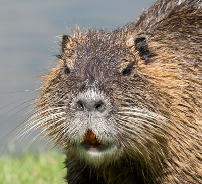 Nutria