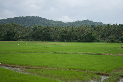 Reisfelder Zugfahrt nach Kandy