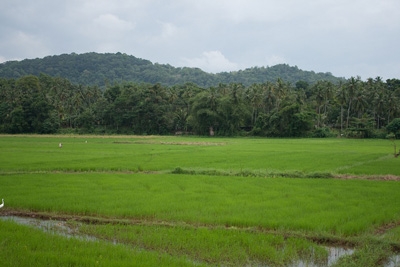 Reisfelder Zugfahrt nach Kandy