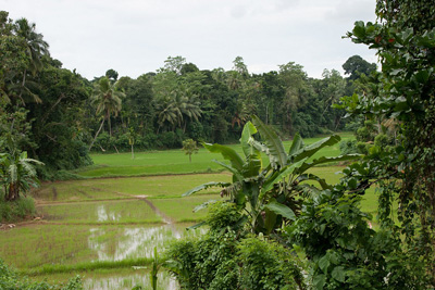 Reisfelder auf dem Weg nach Kandy