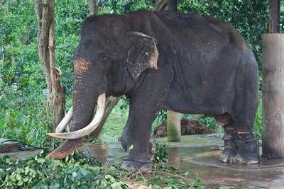 schlechte Behandlung im Elefantenweisenhaus