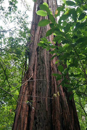 Urwald bei Haputale