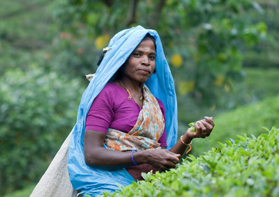 Teepfueckerin in Dalhousie