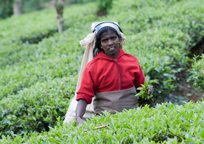 Teepflueckerin auf der Teeplantage