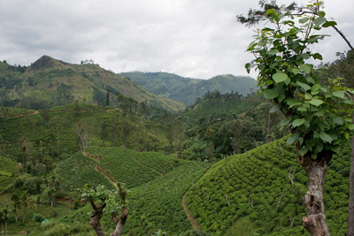 Ella ein kleiner Ort in Sri Lanka