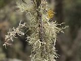 Geflecht an einem Lorbeerbaum