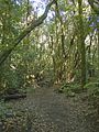 Lorbeerwald bei El Cedro