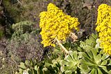 Gran_Canaria.41