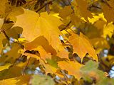 117_Naturmotiv