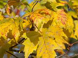 110_Naturmotiv