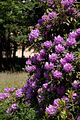 15_Naturmotiv