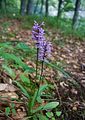 Knabenkraut (Orchide) 
