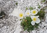 image028