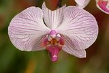 Orchidee_1040