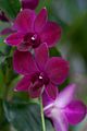 Orchidee_1042