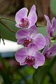 Orchidee_1045