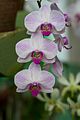 Orchidee_1047