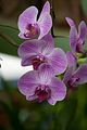 Orchidee_1049