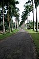 Botanischer Garten in Kandy