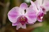 Orchidee_1039